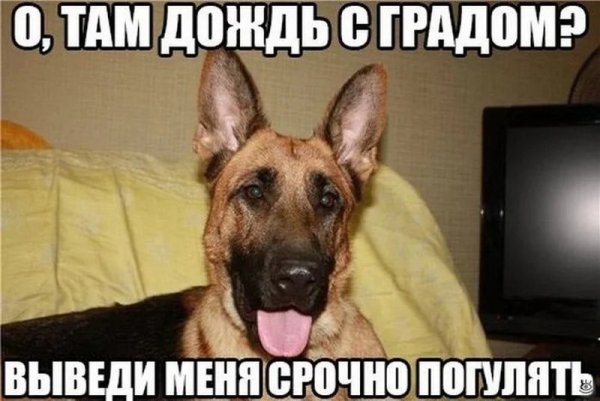 Смешные картинки про собак с надписями