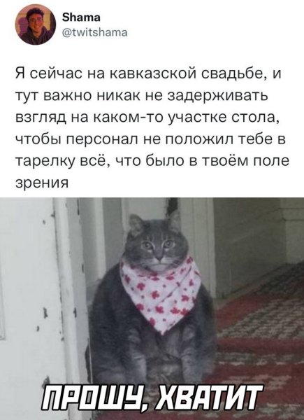 Толстый кот с платком на шее