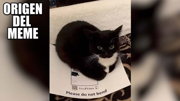 Картинки Maxwell Cat Мем