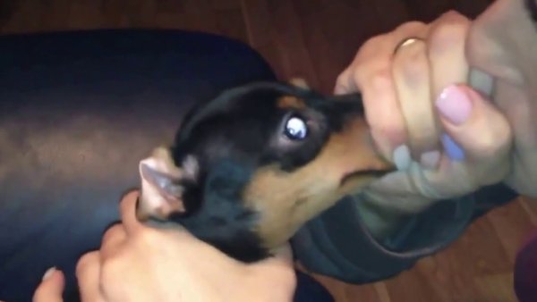 Надул таксу гиф