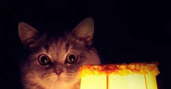 Котик с лампой Мем