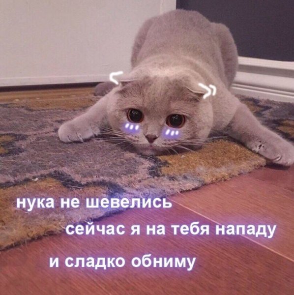 Милые котики с надписями