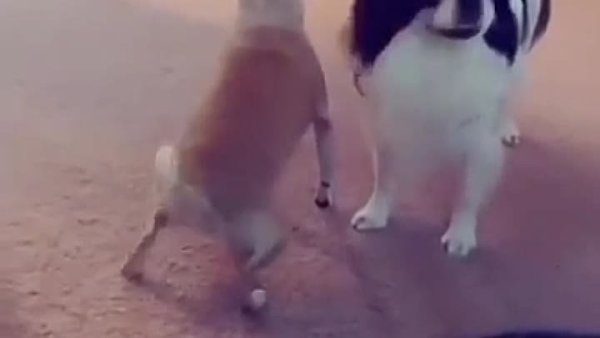 Собака танцует