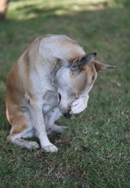 Собаке стыдно