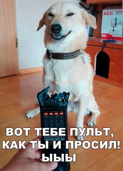 Смешные щенки