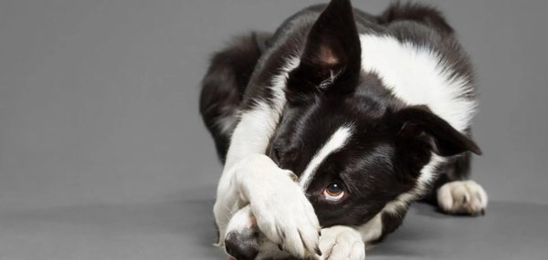 Щенку стыдно