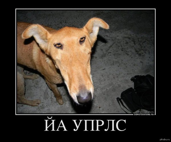 Мемы с собаками