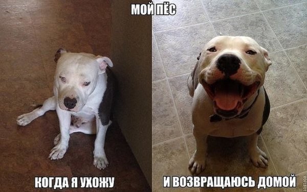 Смешные собаки фото с надписями