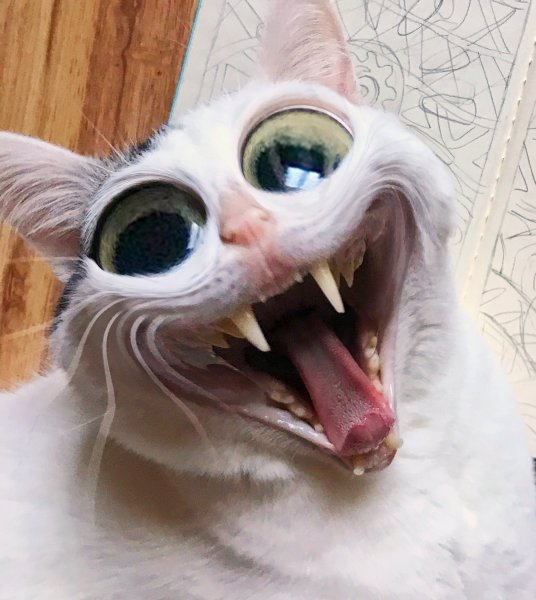 Угарные коты