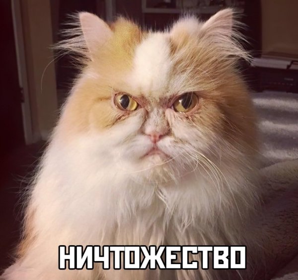 Персидский кот