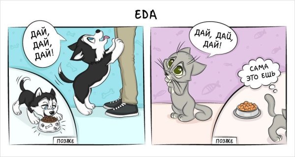 Кошатники и собачники