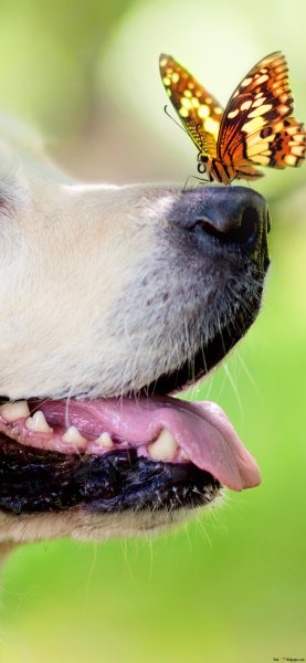 Собака с бабочкой на носу