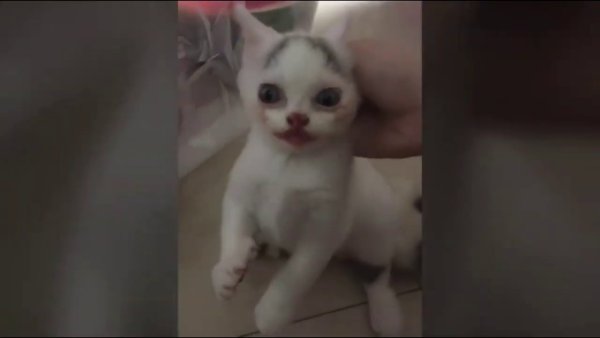 Котенок Джокер Мем