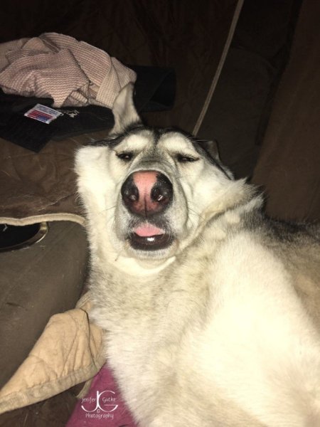 Тупая собака