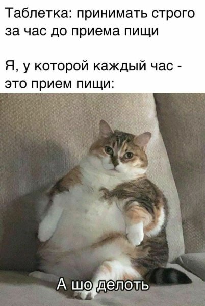 Кушоц кот Мем