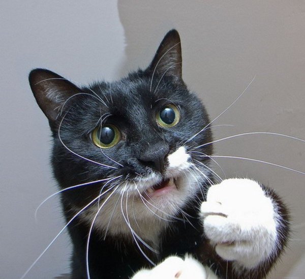 Клянусь кот