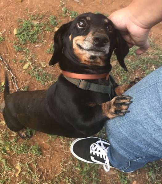 Такса тупенькая