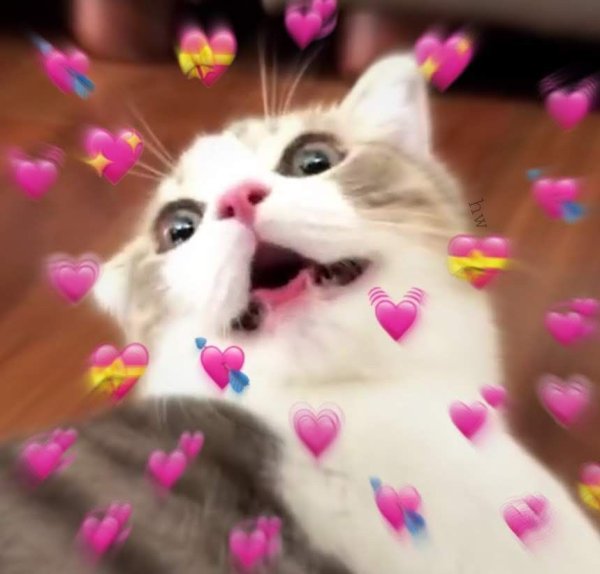 Милый котик с сердечками