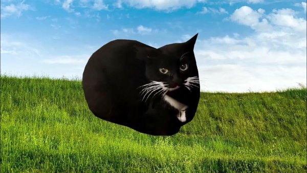 Максвелл кот ава