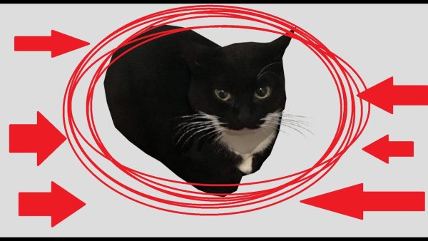 Максвелл кот крутой