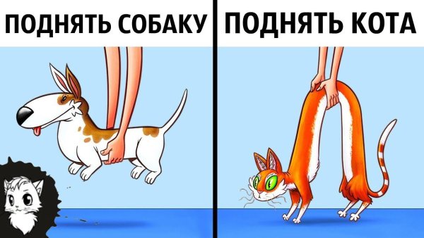 Поднимаешь кота поднимаешь собаку