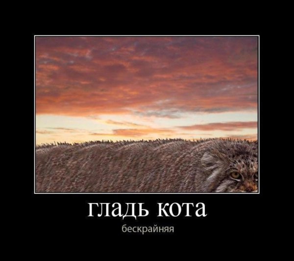 Гладь кота бескрайняя