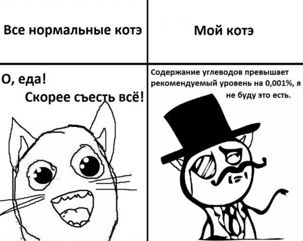 Мемы про котов