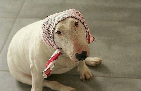 Веселая собака