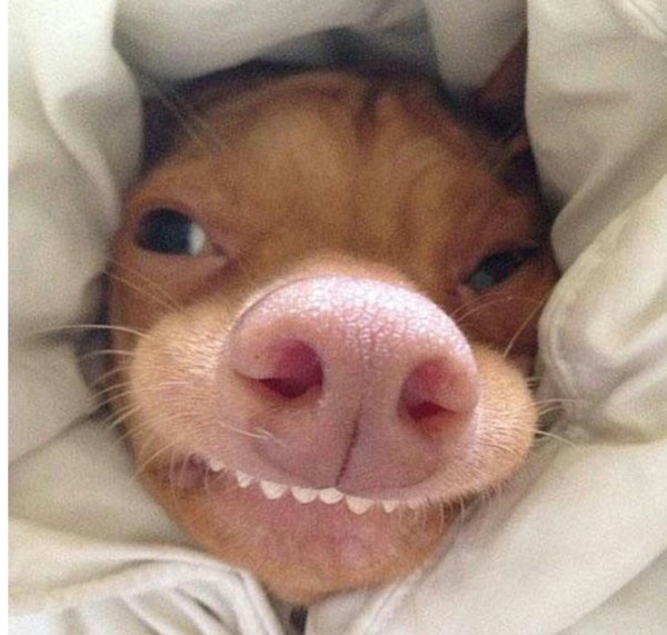 Смешная собачья морда