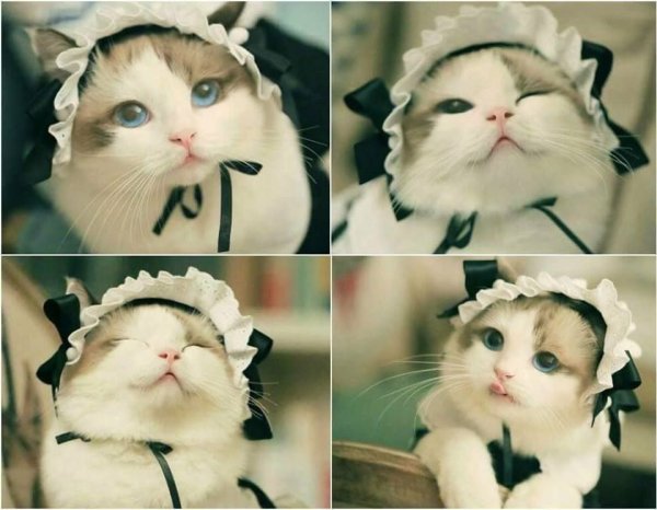 Милые пикчи с котиками