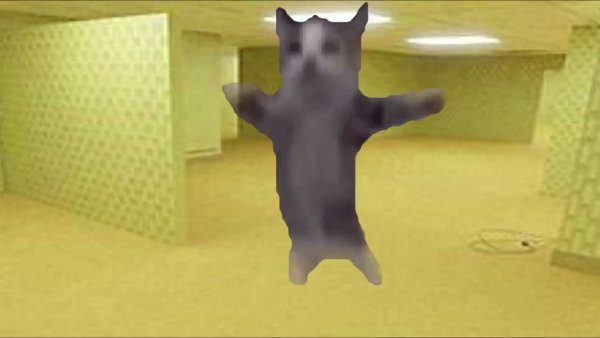 Котик флексит