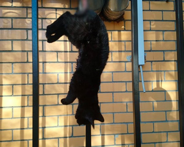 Кот повесился