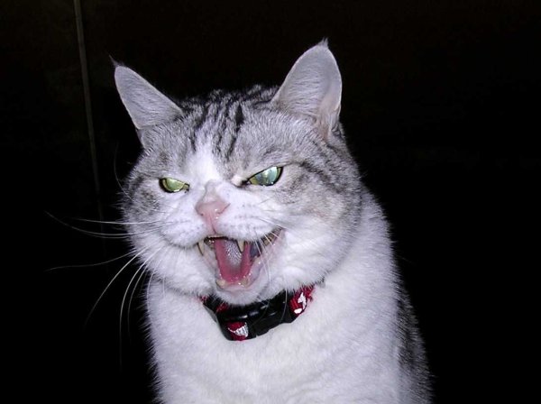 Злой кот Мем