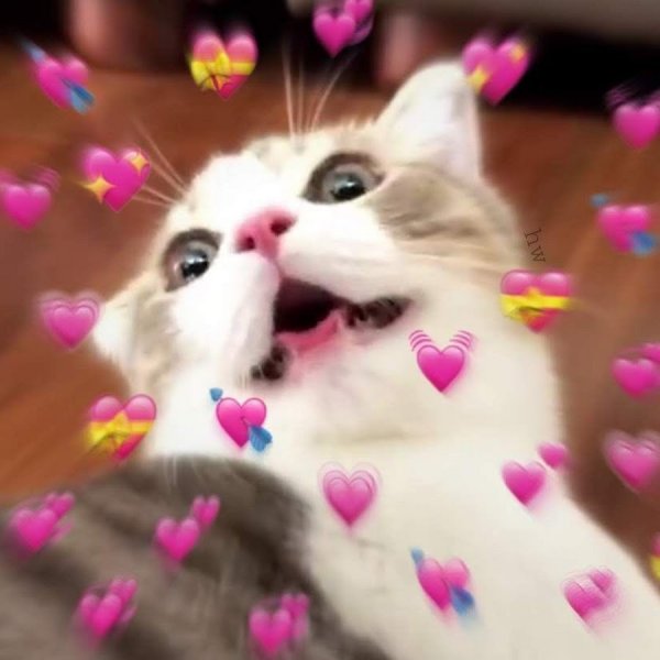 Котик с сердечком