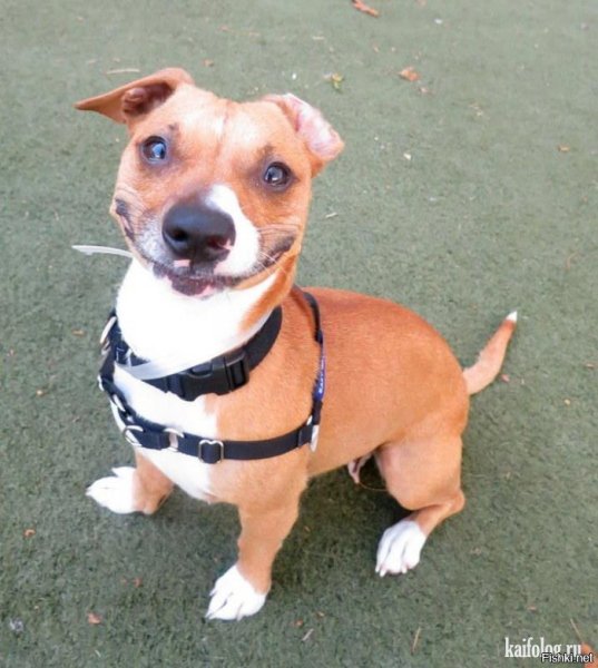 Собаки приколы с надписями