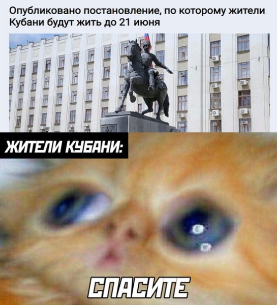 Кушац Мем кот