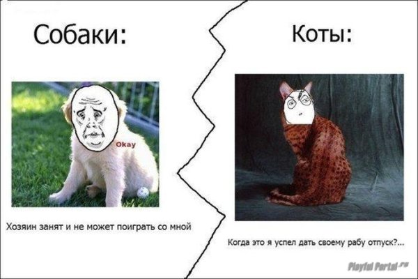 Мемы про котов и собак