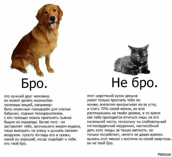 Кто лучше коты или собаки