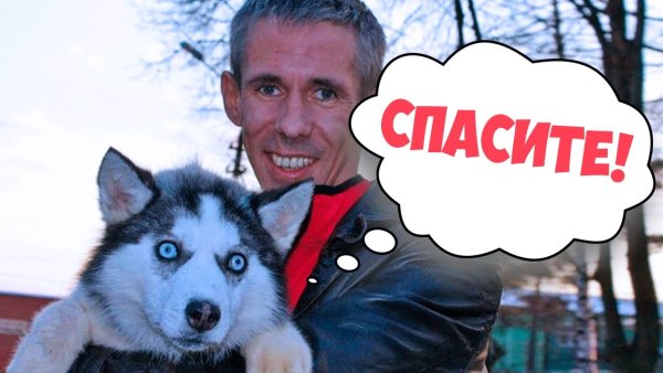 Панин и собака приколы