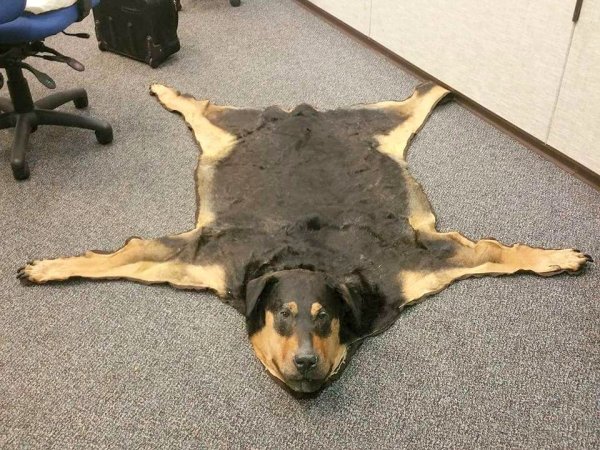 Ковер из собаки