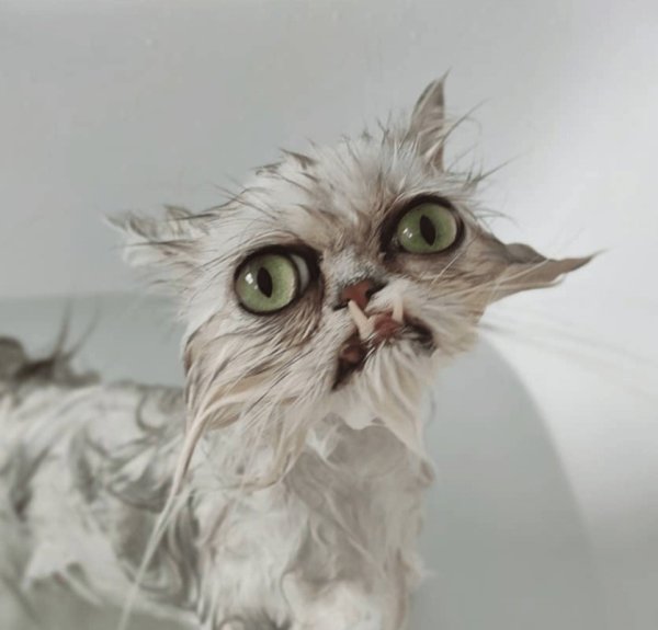 Персидская шиншилла кот Уилфред