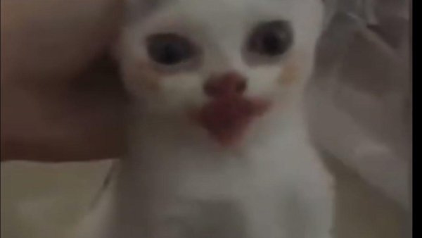 Котик Джокер Виктор Дудка