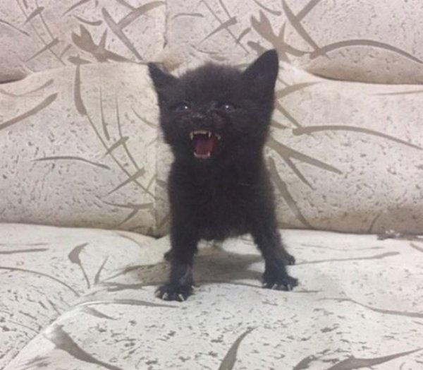 Злой черный котенок