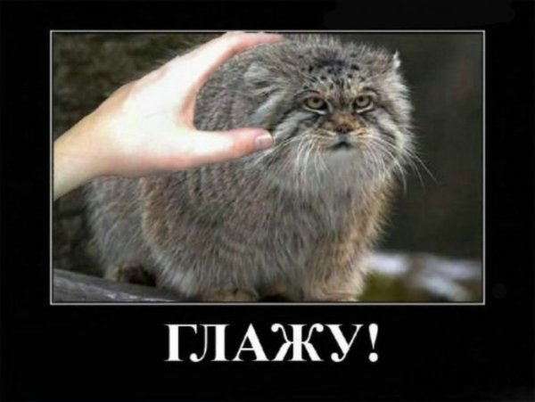 Погладь манула