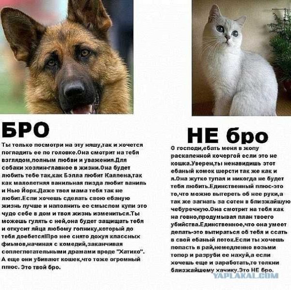 Кто лучше собака или кошка