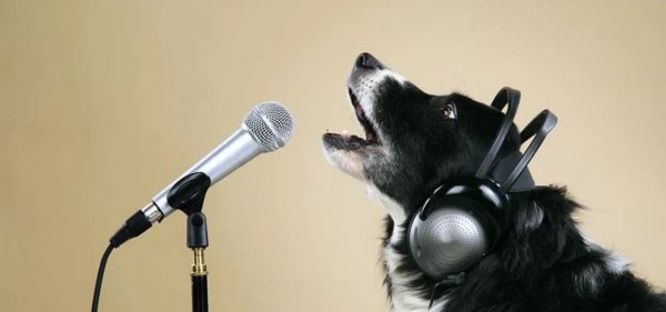Животные с микрофоном