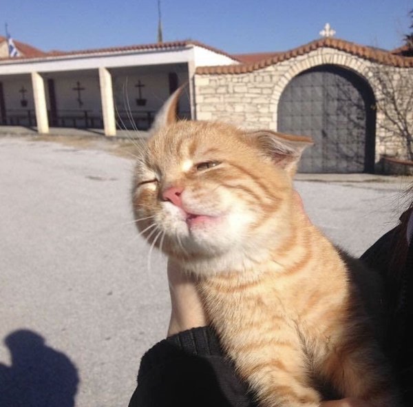 Смешной рыжий кот