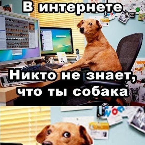 Ты собака