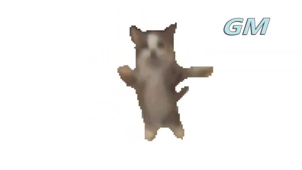 Танцующий кот