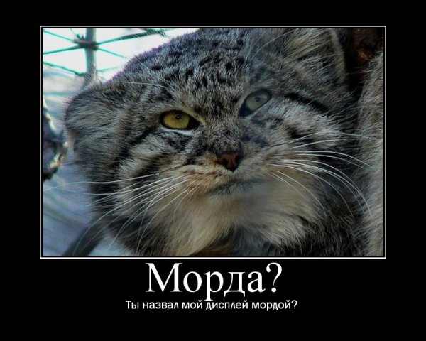 Погладь кота демотиватор